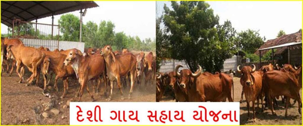 ikhedut portal yojana | cow yojana gujarat | Animal Husbandry | Agriculture & Co-operation Department |Scheme for subsidy | cow sahay yojana gujarat online application | દેશી ગાય સહાય યોજના