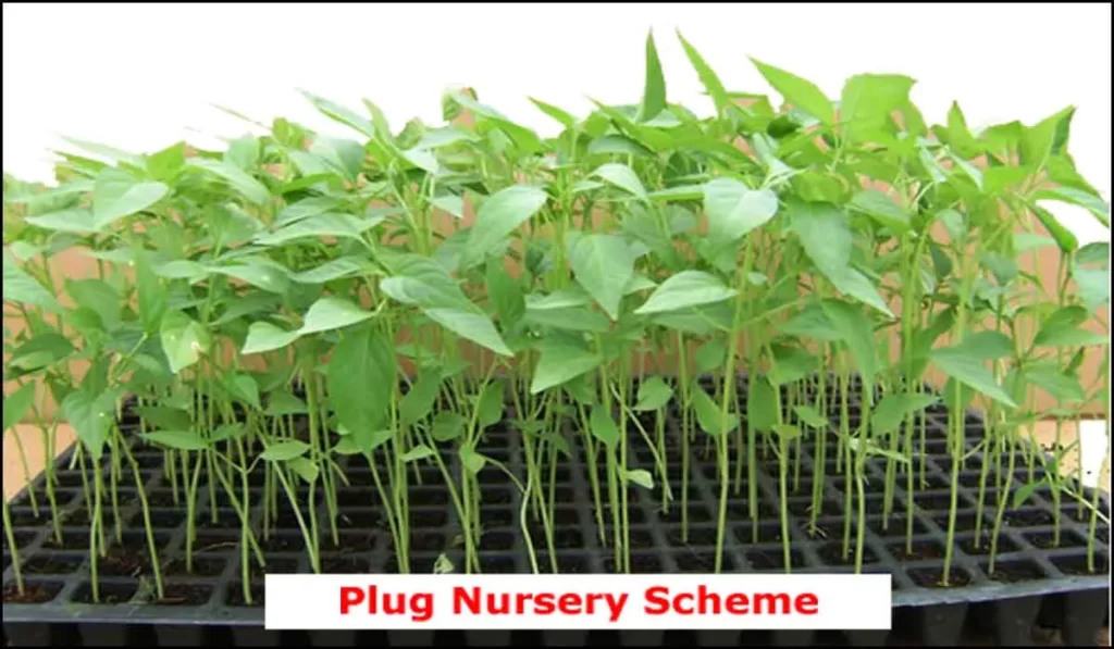 Plug Nursery Yojana In Gujarat | Vanbandhu Yojana | વનબંધુ યોજના । ikhedut Yojana | Online Apply | Sarkari Yojana |