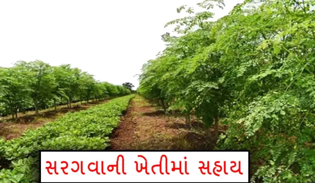 gujarat agriculture subsidy scheme | 
agriculture department gujarat |
krishi rahat package gujarat |
krushi sahay yojana gujarat 2021 |