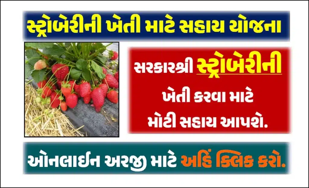 સ્ટ્રોબેરીની ખેતી માટે સહાય યોજના । Support Scheme for Strawberry Cultivation in Gujarat